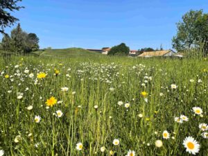 Til arrangement Biodiversitet i det offentlige rum 13.04.2024